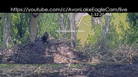 Youtube avon lake eagle cam live. Things To Know About Youtube avon lake eagle cam live. 